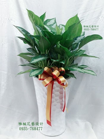 讓空氣變新鮮的觀葉植物_大葉萬年青&峇里美人&巴黎美人_台中市區花店雅楓花店專業盆栽外送