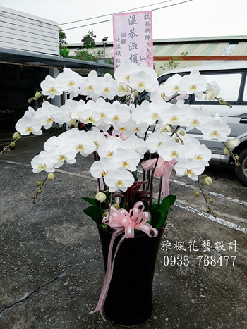 白色追思蝴蝶蘭花，斗六花店推薦雅楓花藝0935768477喪事蘭花盆栽