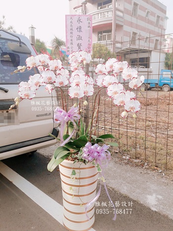 七株白色閃電系列立地型盆栽_彰化雅楓花店_南投雲林台中專車送達