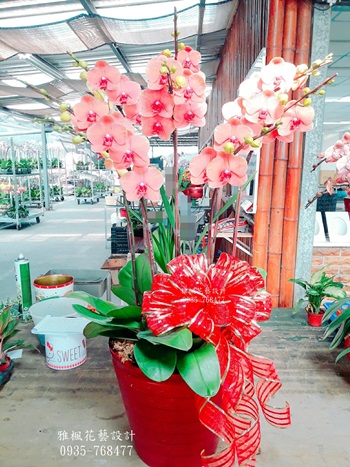八株桌上型水蜜桃系列_彰化員林花店_南投花店送蘭花盆栽到演藝廳