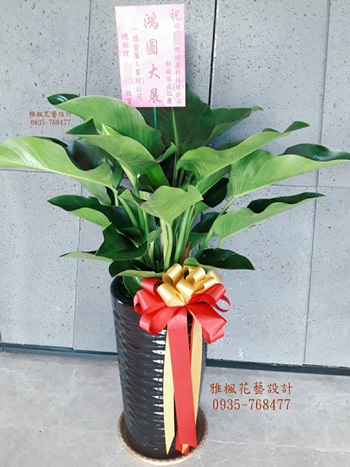 開幕盆栽&綠鑽帝王蔓綠絨植栽_彰化市區花店雅楓花藝