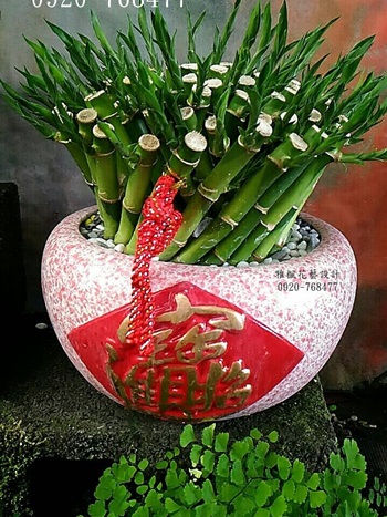 幸運竹_聚寶盆開運竹開幕盆栽員林市花店雅楓花店