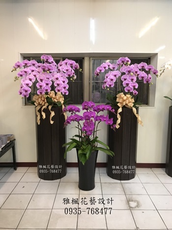 亮眼!!特大型蘭花盆栽彰化花店推薦雅楓花藝0935768477