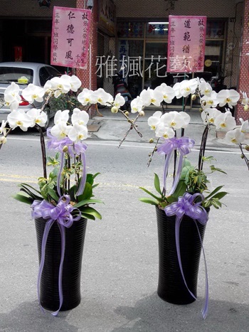 白色蘭花一盆3500元，二盆6300元，喪事禮儀白色祝福追思蘭花盆栽員林花店
