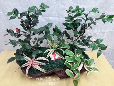 濃郁日式風格_日本竹柏桌上型祝賀盆栽推薦0920768477彰化雅楓花店