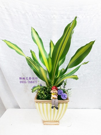 室內高CP盆栽_適合開幕喬遷喜慶彰化縣芬園鄉花店提供外送發財樹盆栽