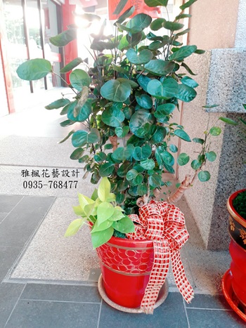高等級川七盆栽祝賀升官榮陞_雲林斗六花店提供專人專車外送服務_歡迎預約
