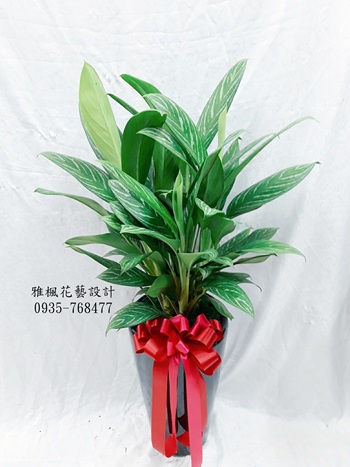 室內好照顧盆栽_西螺花店開幕盆栽