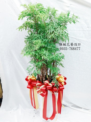 福祿桐&富貴樹盆栽新廠落成送禮推薦0935768477雅楓花店代送同事長官榮陞榮調