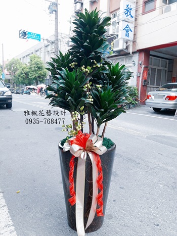 室內常綠阿波羅盆栽喬遷開幕&榮陞新廠落成專車送達推薦彰化花店雅楓花藝設計
