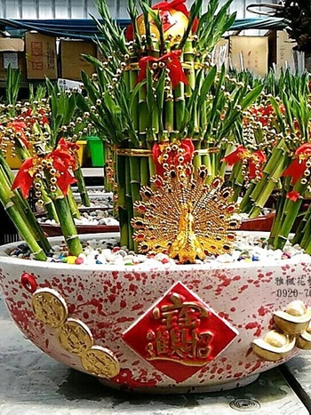 吉祥招財開幕誌慶開運竹盆栽_彰化市花店0935768477雅楓花藝