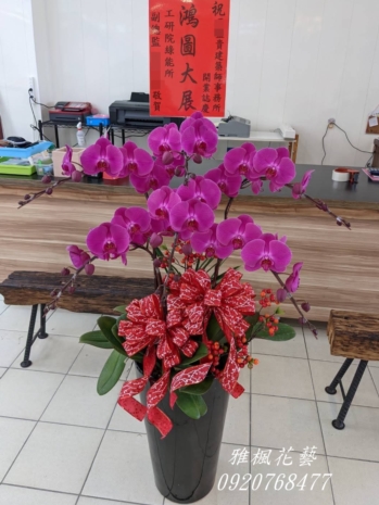 6株一盆4500元，二盆8500元起，桃紅色蘭花盆栽斗六花店開幕蘭花盆栽