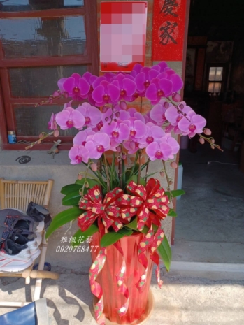8株一盆5200元，二盆9200元起，喜氣蘭花盆栽虎尾花店慶祝開幕蘭花盆栽