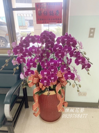 集團總經理榮升蘭花盆栽_雅楓花店