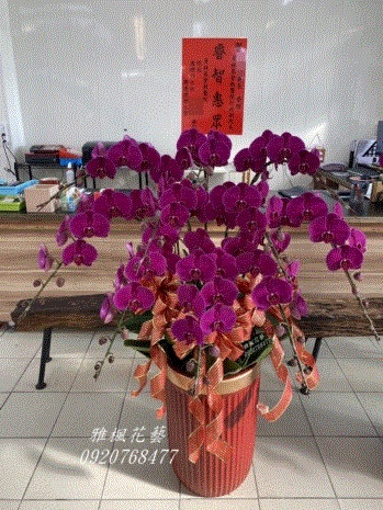 10株一盆6800元，二盆12000元起，長官同事榮陞蘭花盆栽_竹山花店