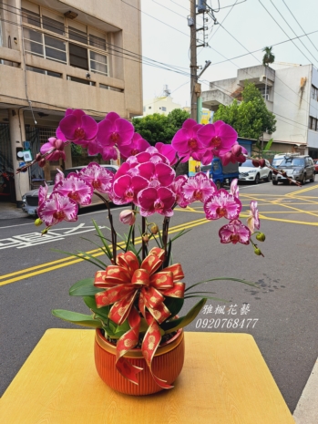 5株一盆4250元，二盆7900元起，員林花店開幕蘭花盆栽多色組合蘭花桌上型盆栽
