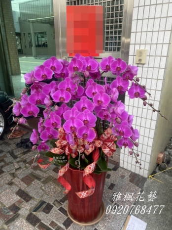 結婚誌喜蝴蝶蘭花盆栽_和美花店