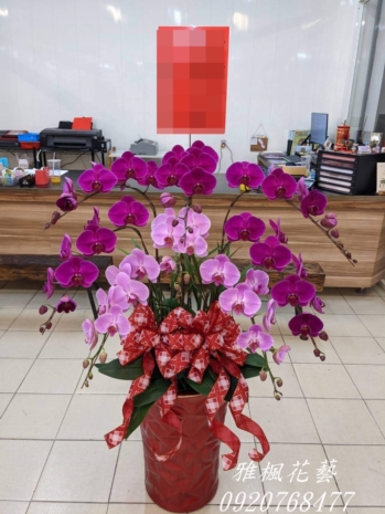生意興隆蘭花盆栽_虎尾花店