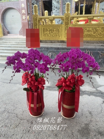 桃紅色一盆4200元，二盆8000元起，廟會蝴蝶蘭花盆栽北港花店雅楓花藝