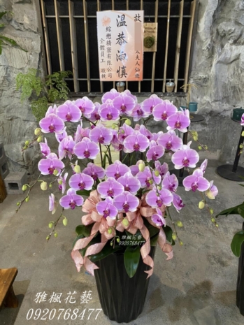 粉色一盆7300元，二盆13500元起，台中花店雅楓花藝追思蝴蝶蘭花盆栽