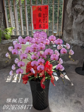 朋友開店祝賀蘭花盆栽_溪湖花店雅楓花藝