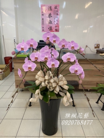 粉色一盆4000元，二盆7500元起，彰化市區花店雅楓花藝公祭蘭花盆栽