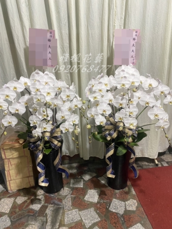 白色蘭花一盆3950元&二盆7400元，彰化市立殯儀館附近花店雅楓花藝送蘭花盆栽