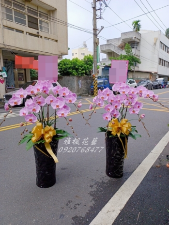 粉色系蘭花一盆3900元_二盆7300元，殯儀館追思蘭花盆栽斗六花店