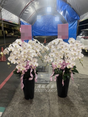 南投追思蘭花7株一盆4500元&二盆8500元起，白色蘭花盆栽草屯花店