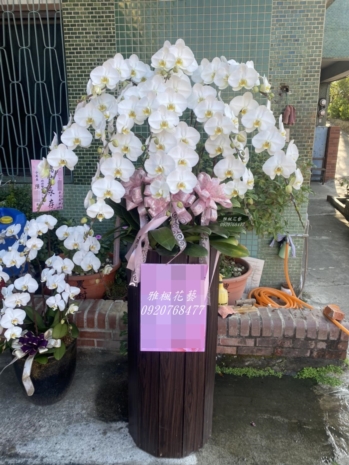 大型蘭花盆栽_草屯花店喪事蘭花盆栽