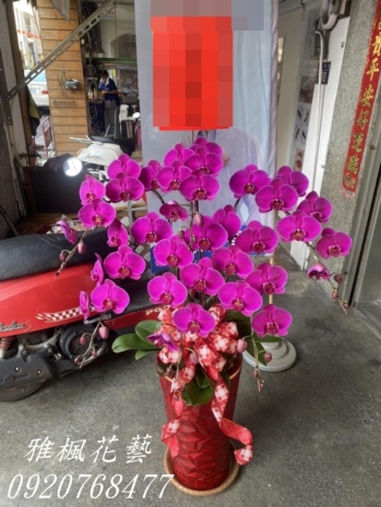 長官榮升榮調蘭花盆栽_斗六花店