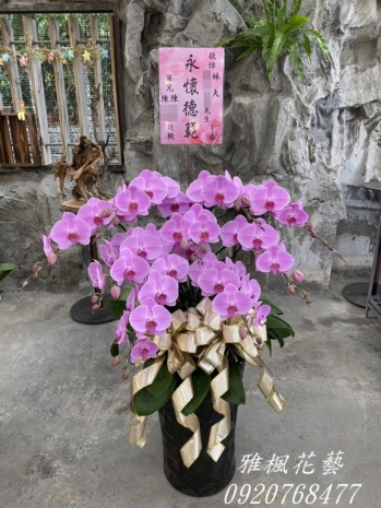 粉典雅蝴蝶蘭花盆栽_鹿港花店