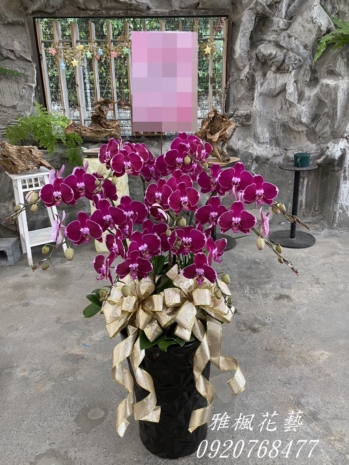 蝴蝶蘭花盆栽_員林雅楓花店