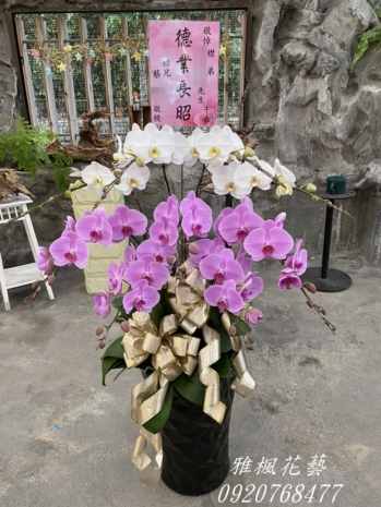 粉白色系蘭花盆栽_竹塘花店