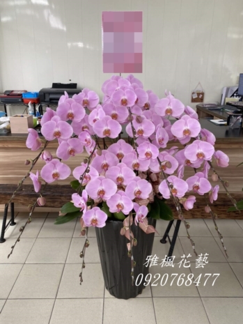 一盆6950元起、特價二盆12500元起、佛香會館送花