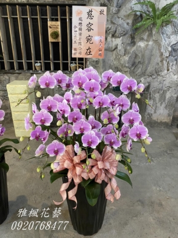 一盆7300元起_特價二盆13500元起_福順會館喪禮蘭花