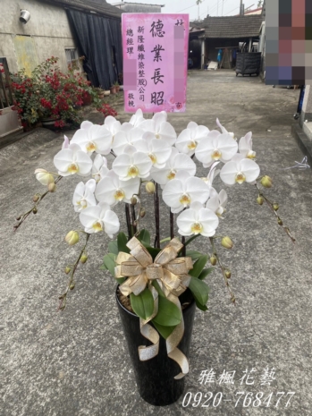 一盆3690元起_二盆最低7100元起_台中琉璃天境會館
